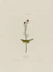 Le Moucherolle de Selby, extrait de Birds of America, gravé par Robert Havell (1793-1878)