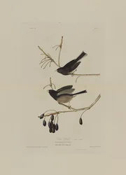 Oiseau des neiges, de Birds of America, gravé par Robert Havell (1793-1878)