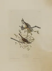 Le Bruant chanteur, extrait de Birds of America, gravé par Robert Havell (1793-1878)