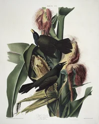 Le Quiscale pourpré, extrait de Birds of America, gravé par Robert Havell (1793-1878)