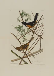 Le Bruant des prés, extrait de Birds of America, gravé par Robert Havell (1793-1878)