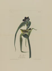 Le Viréo de Viger, extrait de Birds of America, gravé par Robert Havell (1793-1878)
