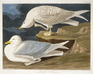 Goéland argenté à ailes blanches, gravé par Robert Havell, Jr. (1793-1878), 1835 (gravure colorée à la main)