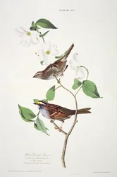 Le Bruant à gorge blanche, extrait de Birds of America, gravé par Robert Havell (1793-1878)