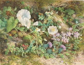 Étude de fleurs