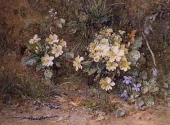 Primevères et violettes sur une berge mousseuse