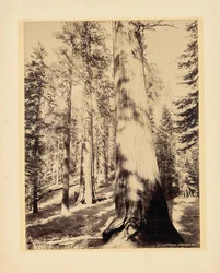 Grands arbres, Mariposa, Californie