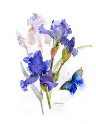 Iris avec papillon bleu