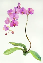 Orchidée botanique