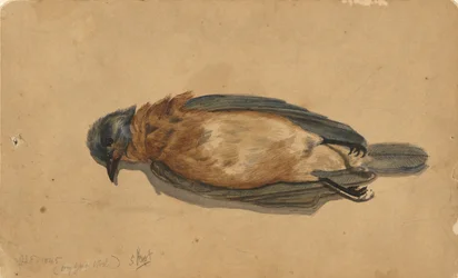 Oiseau Mort