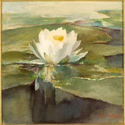 Nénuphar au soleil
