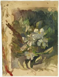 Fleurs de pommier au soleil