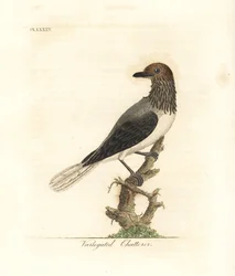 Oiseau-cloche barbu, Procnias averano (jaseur panaché, Ampelis variegata). Gravure sur cuivre coloriée à la main, dessinée et gravée par John Latham, tirée de son propre ouvrage A General History of Birds, Winchester