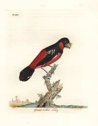 Eurylaime noir et rouge, Cymbirhynchus macrorhynchos (todier à gros bec, Todus nasutus). Gravure sur cuivre coloriée à la main, dessinée et gravée par John Latham d