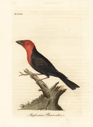 Barbu à bec noir, Lybius guifsobalito (coupeur de plantes abyssin, Loxia tridactyla). Planche de cuivre coloriée à la main, dessinée et gravée par John Latham, extraite de son A General History of Birds, Winchester