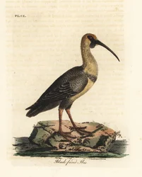 Ibis à face noire, Theristicus melanopis. Gravure à la main par John Latham de son propre A General History of Birds