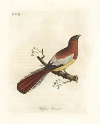 Trogon à gorge noire, Trogon rufus, femelle (couroucou roux, Trogon rufus). Copié d