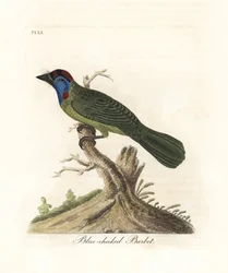 Barbican à gorge bleue ou de montagne, Psilopogon asiaticus. (Barbican à joues bleues, Trogon asiaticus). Gravure sur cuivre coloriée à la main dessinée et gravée par John Latham de son propre A General History of Birds, Winchester