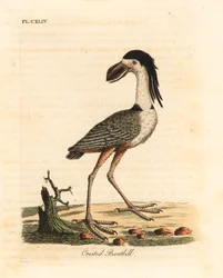 Savacou huppé, Cochlearius cochlearius. Gravure à la main par John Latham de son propre A General History of Birds