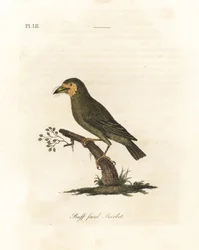 Barbican à tête brune, Megalaima zeylanica. Gravure à la main par John Latham de son propre A General History of Birds, Winchester