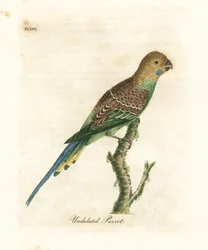 Perruche ondulée, Melopsittacus undulatus. Gravure à la main par John Latham de son propre A General History of Birds, Winchester
