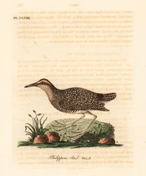 Râle tiklin, Gallirallus philippensis. Gravure à la main par John Latham de son propre A General History of Birds