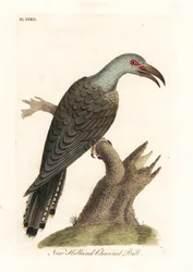Coucou à bec cannelé, Scythrops novaehollandiae (Coucou australien, Psittaceous hornbill). Gravure à la main en couleur dessinée et gravée par John Latham de son propre A General History of Birds, Winchester