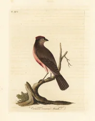 Sizerin flammé, Carduelis flammea (Pinson à couronne cramoisie, Fringilla flammea). Gravure à la main en cuivre dessinée et gravée par John Latham de son propre A General History of Birds, Winchester