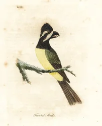 Petit échenilleur à crête, Falcunculus frontatus. Gravure à la main par John Latham de son propre A General History of Birds, Winchester