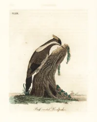 Pic à crête cramoisie, Campephilus melanoleucos (Pic à crête buffe, Picus melanoleucus). Basé sur une peau du musée Leverian. Gravure à la main en cuivre dessinée et gravée par John Latham de son propre A General History of Birds, Winchester