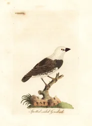 Diamant à gouttelettes, Stagonopleura guttata (gros-bec aux flancs tachetés, Fringilla leucocephala). Planche sur cuivre coloriée à la main, dessinée et gravée par John Latham pour sa propre A General History of Birds, Winchester