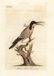 Épine-vinette orientale, Acanthorhynchus tenuirostris. Australie. Gravure à la main par John Latham de son propre A General History of Birds, Winchester