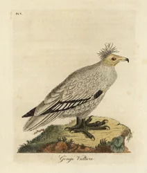 Vautour percnoptère, Neophron percnopterus ginginianus