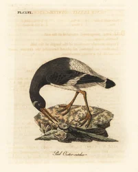 Huîtrier pie, Haematopus ostralegus. Gravure sur cuivre dessinée et gravée par John Latham de son propre A General History of Birds, Winchester