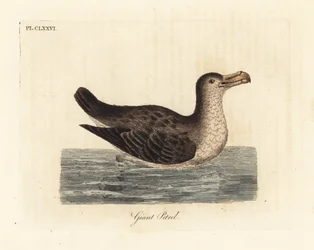Pétrel géant, Macronectes giganteus. Gravure à la main en cuivre dessinée et gravée par John Latham de son propre A General History of Birds, Winchester