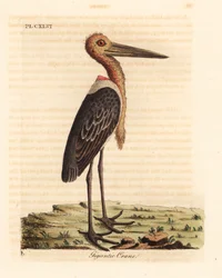 Marabout chevelu, Leptoptilos dubious. Gravure à la main par John Latham de son propre A General History of Birds