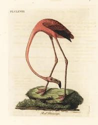 Flamant rose, Phoenicopterus roseus, ou Flamant américain, Phoenicopterus ruber (Flamant rouge, Phaenicopterus ruber). Gravure sur cuivre dessinée et gravée par John Latham de son propre A General History of Birds, Winchester