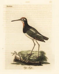 Bécassine peinte, Rostratula benghalensis (Bécassine du Cap, Scolopax capensis). Gravure sur cuivre dessinée et gravée par John Latham de son propre A General History of Birds, Winchester
