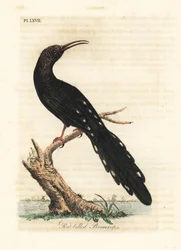 Irrisor à bec rouge, Phoeniculus purpureus. Gravure à la main en cuivre dessinée et gravée par John Latham de son propre A General History of Birds, Winchester