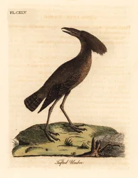 Ombrette africaine, Scopus umbretta. Gravure à la main par John Latham de son propre A General History of Birds, Winchester