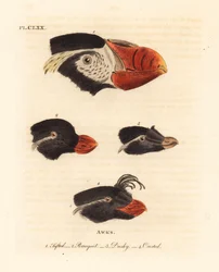 Têtes du macareux huppé, Fratercula cirrhata 1, perroquet de mer, Aethia psittacula 2, et macareux huppé, Aethia cristatella 3,4. (Macareux huppé, Alca cirrhata 1, perroquet de mer, Alca psittacula 2, macareux sombre, Alca tetracula 3, et macareux huppé, A