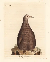 Manchot royal, Aptenodytes patagonicus, juvénile (Manchot laineux). Gravure sur cuivre dessinée et gravée par John Latham de son propre A General History of Birds, Winchester
