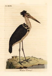 Petit adjutant, Leptoptilos javanicus. Vulnérable. (Crâne de Modun.) Gravure à la main en couleur dessinée et gravée par John Latham de son propre A General History of Birds, Winchester