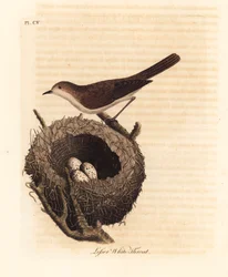 Fauvette babillarde, Sylvia curruca, avec nid et œufs. Gravure à la main par John Latham de son propre A General History of Birds, Winchester