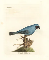 Chatterer Lindo. Peut-être le tangara hirondelle, Tersina viridis, mais avec le dessous du corps bleu et non blanc. Gravure sur cuivre coloriée à la main, dessinée et gravée par John Latham d