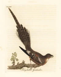 Engoulevent à longue queue, Caprimulgus climacurus. Gravure à la main par John Latham de son propre A General History of Birds, Winchester