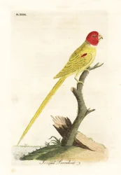 Perruche à épaulettes olive ou perruche jonquille, Aprosmictus daffodil. Gravure à la main par John Latham de son propre A General History of Birds, Winchester