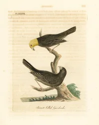 Or, Psittirostra psittacea, mâle (haut) et femelle. En danger critique d