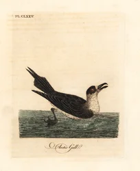 Labbe parasite, Stercorarius parasiticus. Gravure à la main par John Latham de son propre A General History of Birds, Winchester