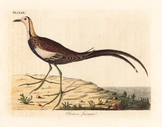 Jacana à longue queue, Hydrophasianus surgus (jacana chinois, Parra sinensis). Planche de cuivre coloriée à la main, dessinée et gravée par John Latham pour son propre ouvrage A General History of Birds, Winchester
